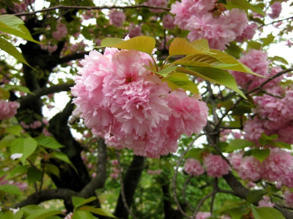 Zdjęcie z Japonii - Kyoto