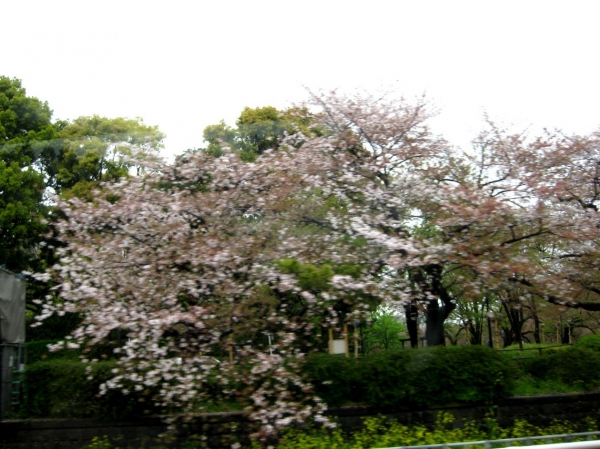 Zdjęcie z Japonii - Tokyo