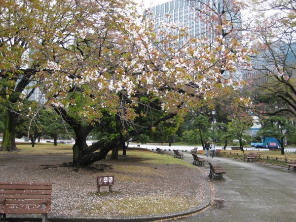 Zdjęcie z Japonii - Tokyo