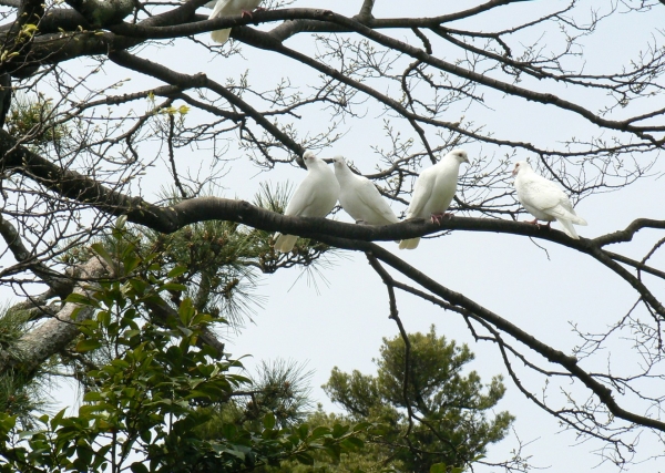 Zdjęcie z Japonii - Kamakura
