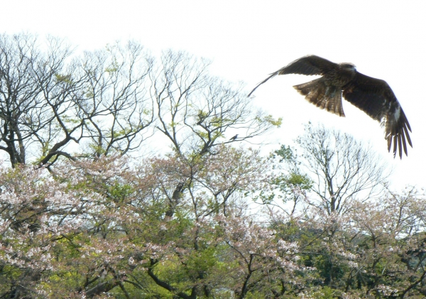 Zdjęcie z Japonii - Kamakura