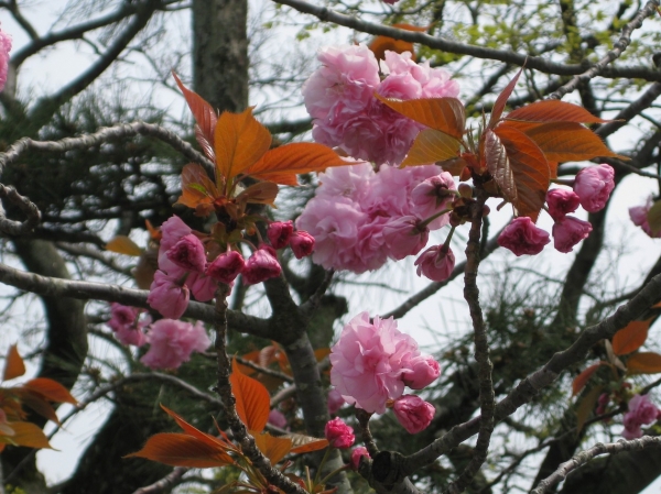 Zdjęcie z Japonii - Kamakura