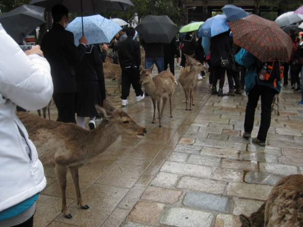 Zdjęcie z Japonii - Nara
