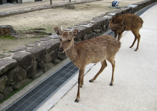 Zdjęcie z Japonii - Miyajima