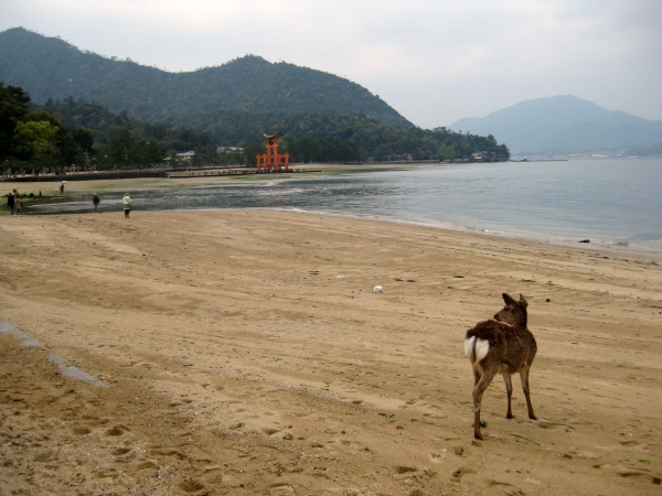 Zdjęcie z Japonii - Miyajima