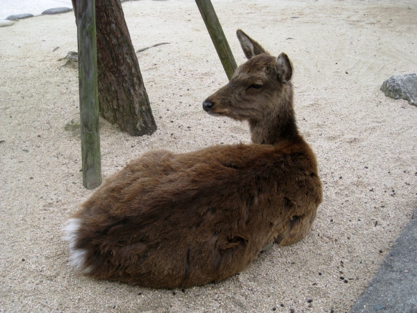 Zdjęcie z Japonii - Miyajima