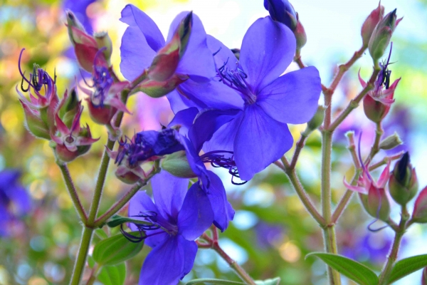 Zdjęcie z Nowej Zelandii - Roslinnosc Waitati Gardens