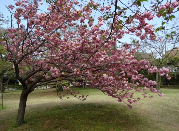 Zdjęcie z Japonii - Takamatsu