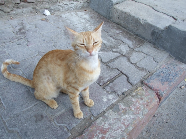 Zdjęcie z Egiptu - egipskie koty