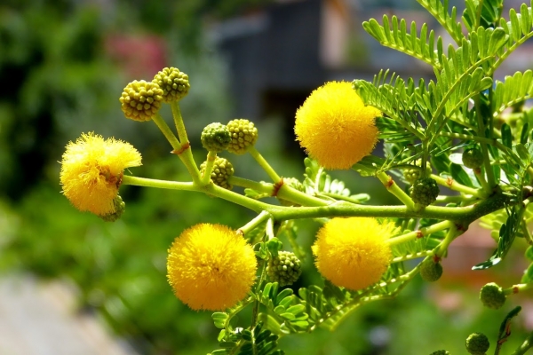 Zdjęcie z Włoch - piękna flora pod postacią lokalnej mimozy