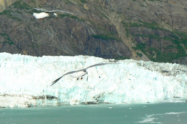 Zdjęcie ze Stanów Zjednoczonych - Margerie Glacier