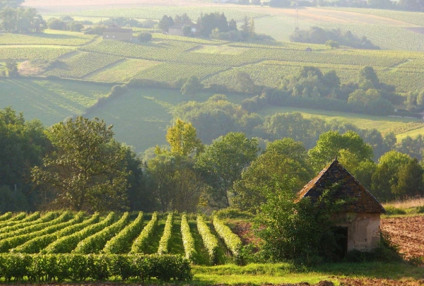 Zdjęcie z Australii - Winnice Maclaren Vale w porannej mgle