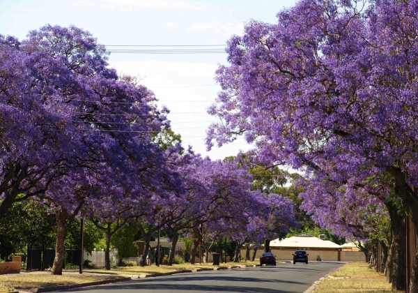 Zdjęcie z Australii - Jacarandy kwitnace w Adelajdzie