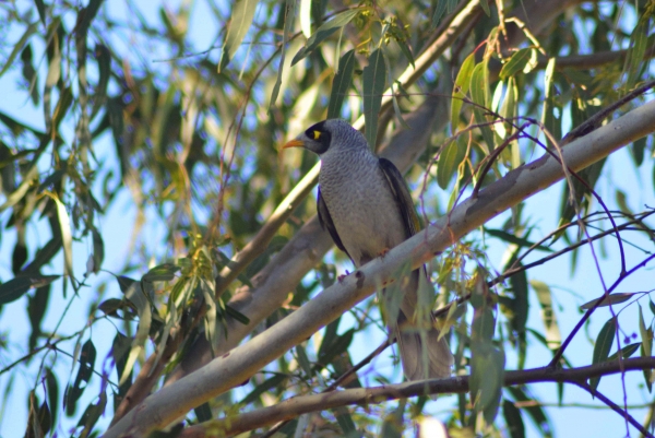 Zdjęcie z Australii - Miodożer maskowy czyli noisy miner