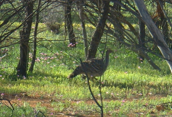 Zdjęcie z Australii - Nogal prążkowany czyli  malleefowl