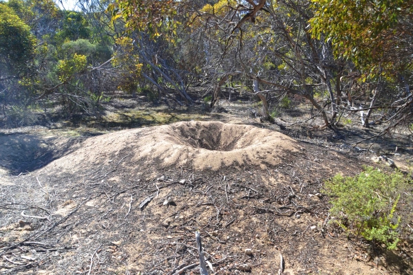 Zdjęcie z Australii - A to wielachne gniazdo nogal prążkowanego
