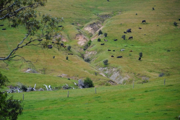 Zdjęcie z Australii - Poludniowoaustralijska wies