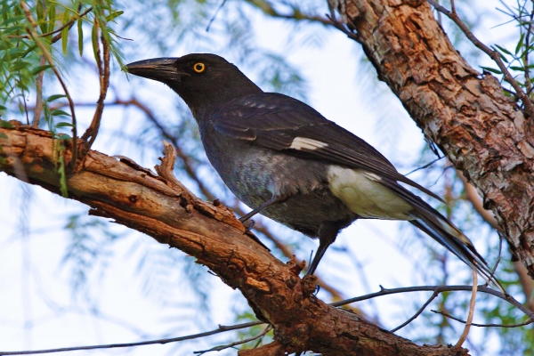 Zdjęcie z Australii - Strepera czyli currawong