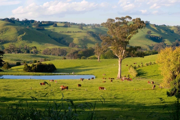Zdjęcie z Australii - Poludniowoaustralijska wies