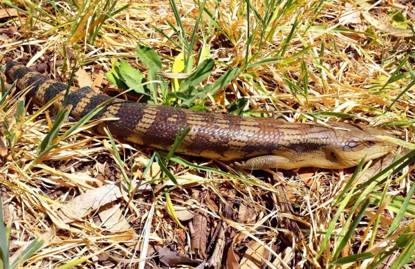 Zdjęcie z Australii - Jaszczura blue tongue