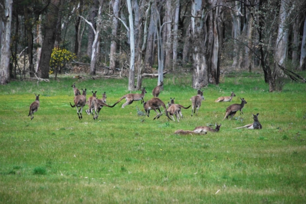 Zdjęcie z Australii - Kangurza łączka w lesie Kuipto