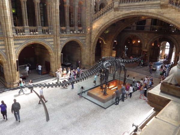 Zdjęcie z Wielkiej Brytanii - Główny hall Natural History Museum.