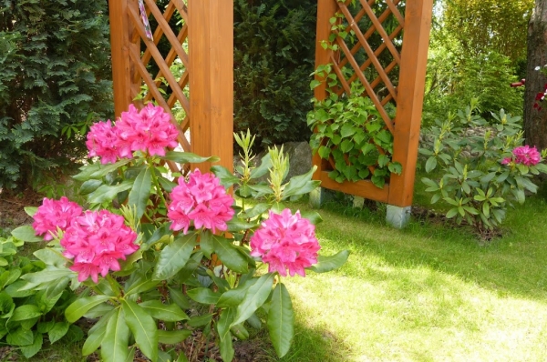 Zdjęcie z Polski - moje tegoroczne kwitnienie rododendronów, 2015