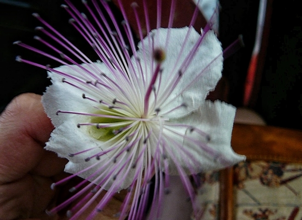 Zdjęcie z Włoch - na kapary mawiają tu orchidea eolska