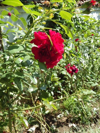 Zdjęcie z Bułgarii - O ile się nie mylę- Rosa Damascena