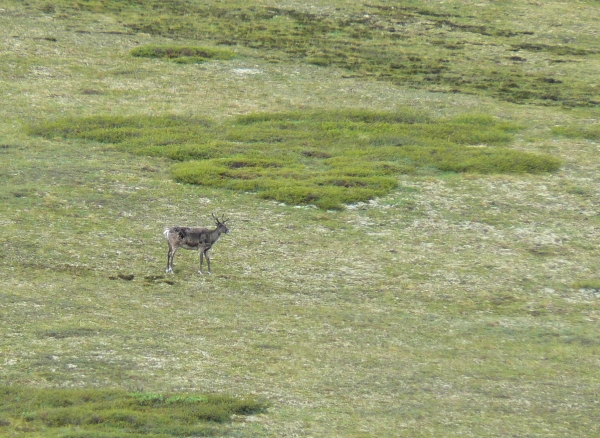 Zdjęcie ze Stanów Zjednoczonych - Denali N.P.