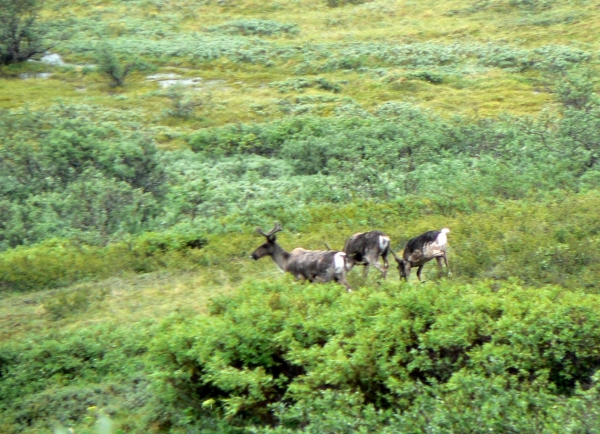 Zdjęcie ze Stanów Zjednoczonych - Denali N.P.
