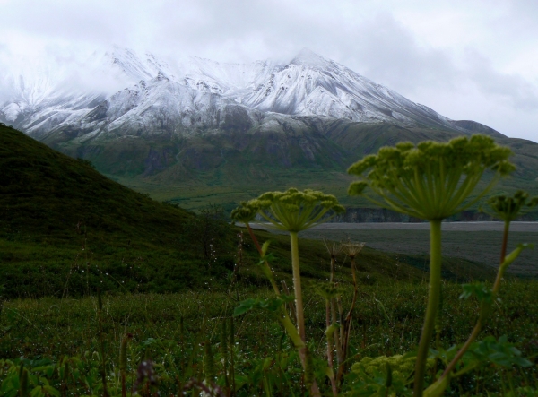 Zdjęcie ze Stanów Zjednoczonych - Denali N.P.