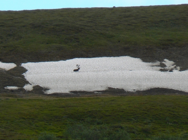 Zdjęcie ze Stanów Zjednoczonych - Denali N.P.