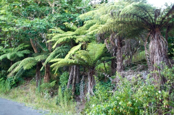 Zdjęcie z Nowej Zelandii - 