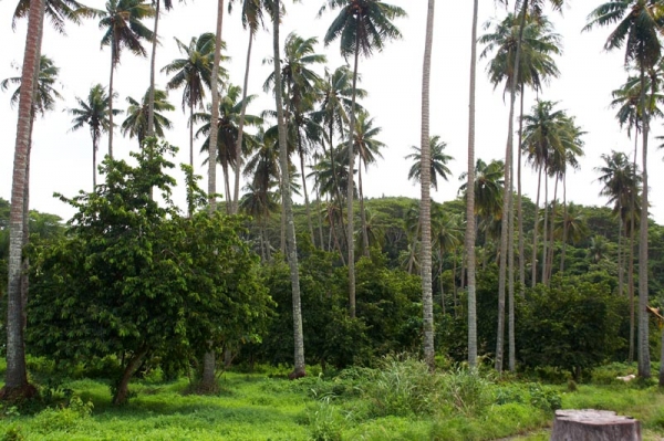 Zdjecie - Polinezja Francuska - RAIATEA