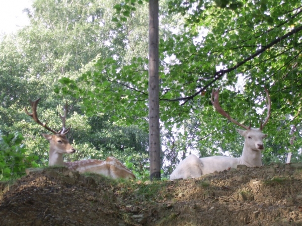 Zdjęcie z Polski - Lesny Park Niespodzianek
