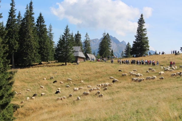 Zdjecie - Polska - Tatry-Rusinowa Polana + Gęsia Szyja