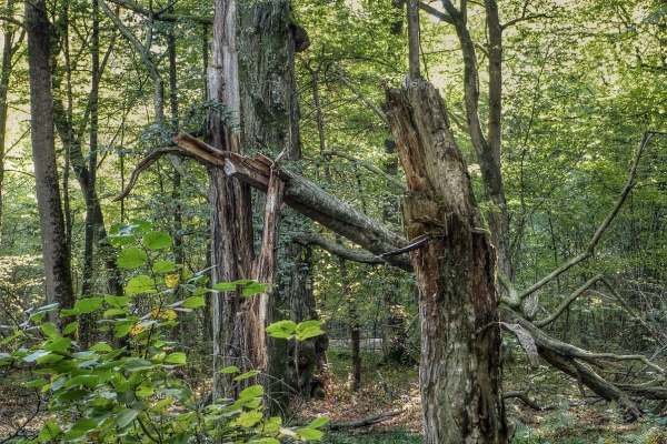 Zdjecie - Polska - W BIAŁOWIEŻY żubr po kniei bieży ..:)