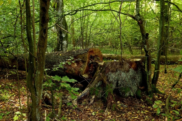 Zdjęcie z Polski - puszcza białowieska