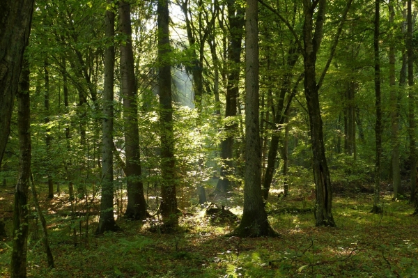 Zdjęcie z Polski - puszcza białowieska