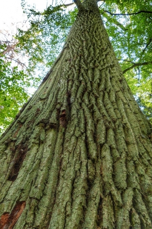 Zdjęcie z Polski - puszcza białowieska