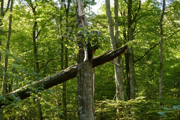 Zdjęcie z Polski - puszcza białowieska