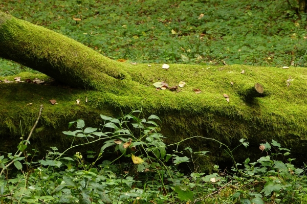 Zdjęcie z Polski - puszcza białowieska