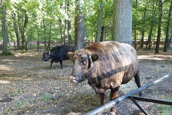 Zdjęcie z Polski - dwa żubronie; każdy zupełnie inny