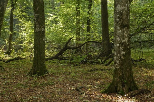 Zdjęcie z Polski - puszcza białowieska