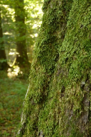 Zdjęcie z Polski - puszcza białowieska