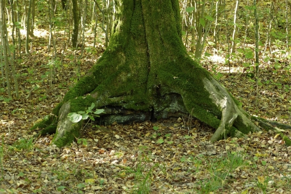 Zdjęcie z Polski - puszcza białowieska