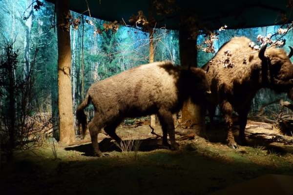 Zdjęcie z Polski - multimedialne muzeum białowieskie