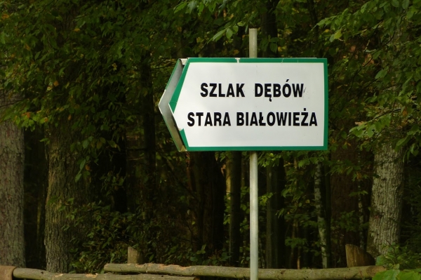 Zdjęcie z Polski - prosto z Muzeum udajemy się na Szlak Dębów Królewskich