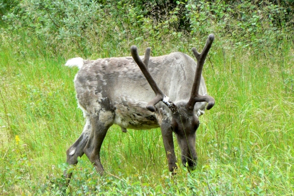 Zdjęcie z Finlandii - Jedziemy dalej...